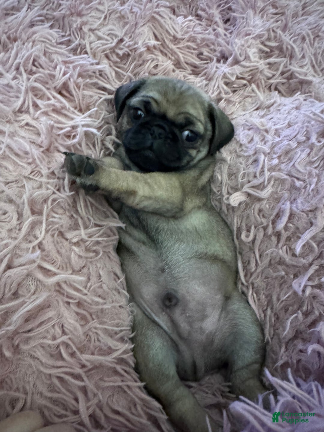Pug dogs for sale: Pug Puppy 2 - Ad 1