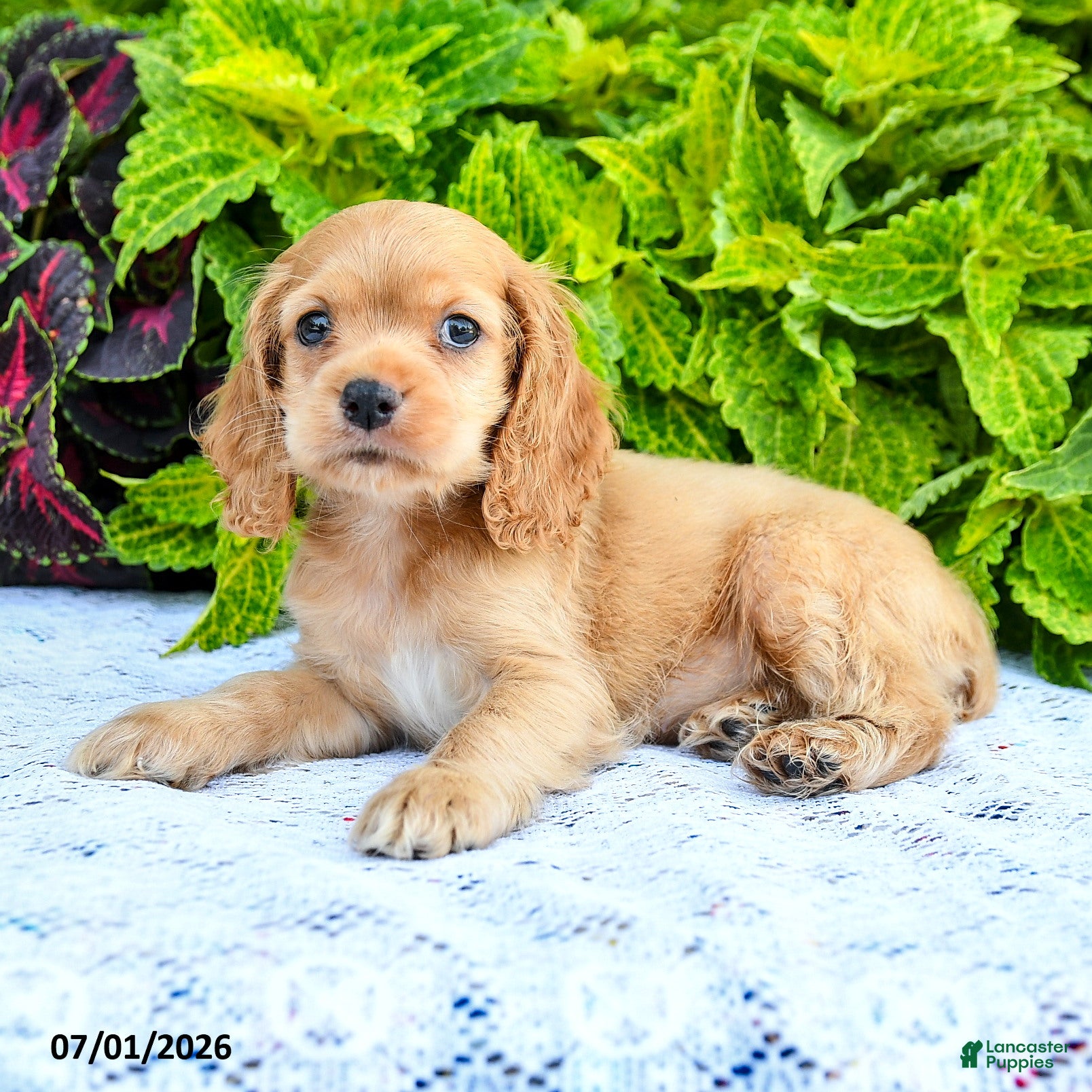English Cocker Spaniel dogs Dawn - Ad 2