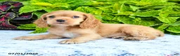English Cocker Spaniel dogs for sale: Dawn - Ad 2