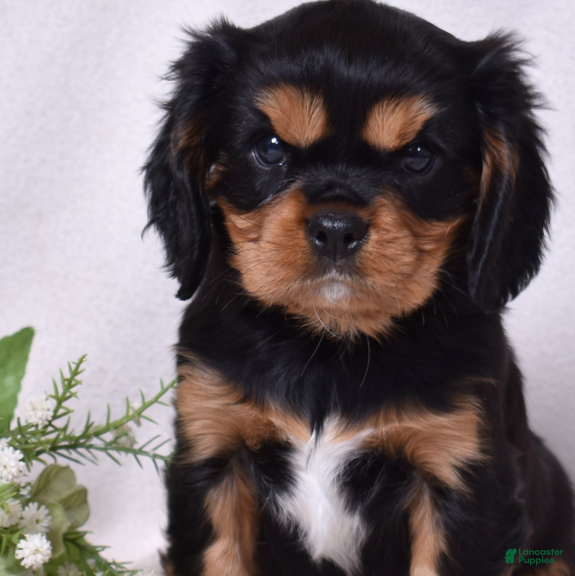 Cavalier King Charles Spaniel dogs Gizmo | Genetically Screened  - Ad 2
