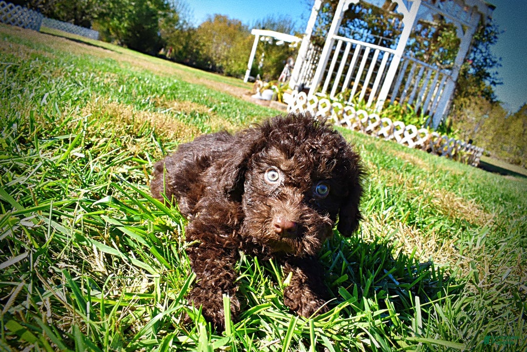 Havapoo dogs for sale: Izzy - Ad 6