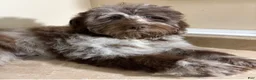 Mini Bernedoodle dogs for sale: 🩵IN BOSTON MASSACHUSETTS AREA🩵RARE CHOCOLATE MERLE🩵WITH BLUE/GREEN EYE🩵 - Ad 5