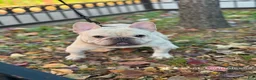 French Bulldog dogs for sale: French Bulldog 1 - Ad 4