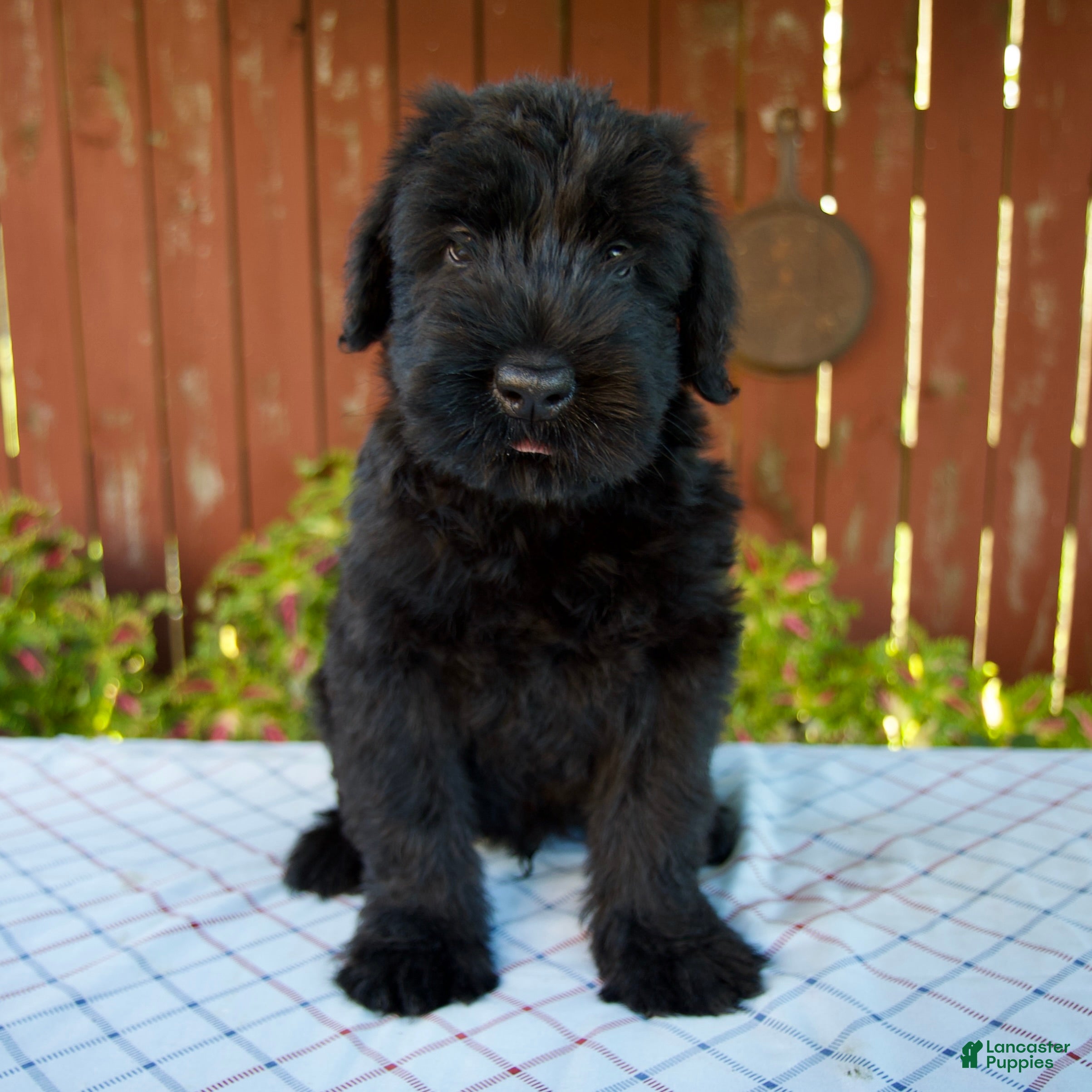 Giant Schnauzer dogs Olen - Ad 1