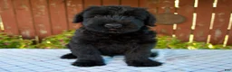 Giant Schnauzer dogs for sale: Olen - Ad 1