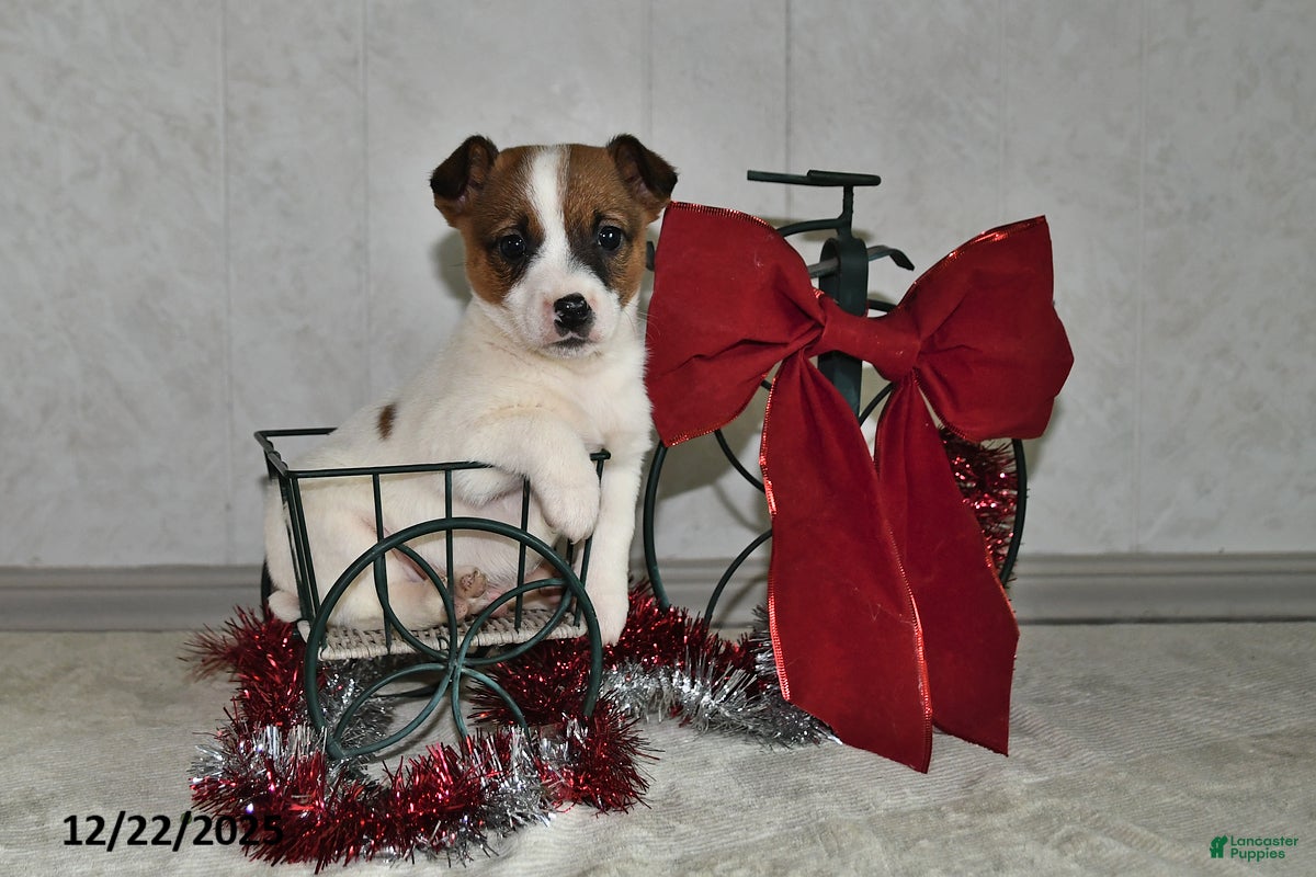 Jack Russell Terrier dogs Jaden - Ad 41