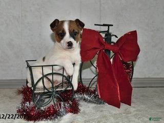 Jack Russell Terrier dogs Jaden - Ad 41