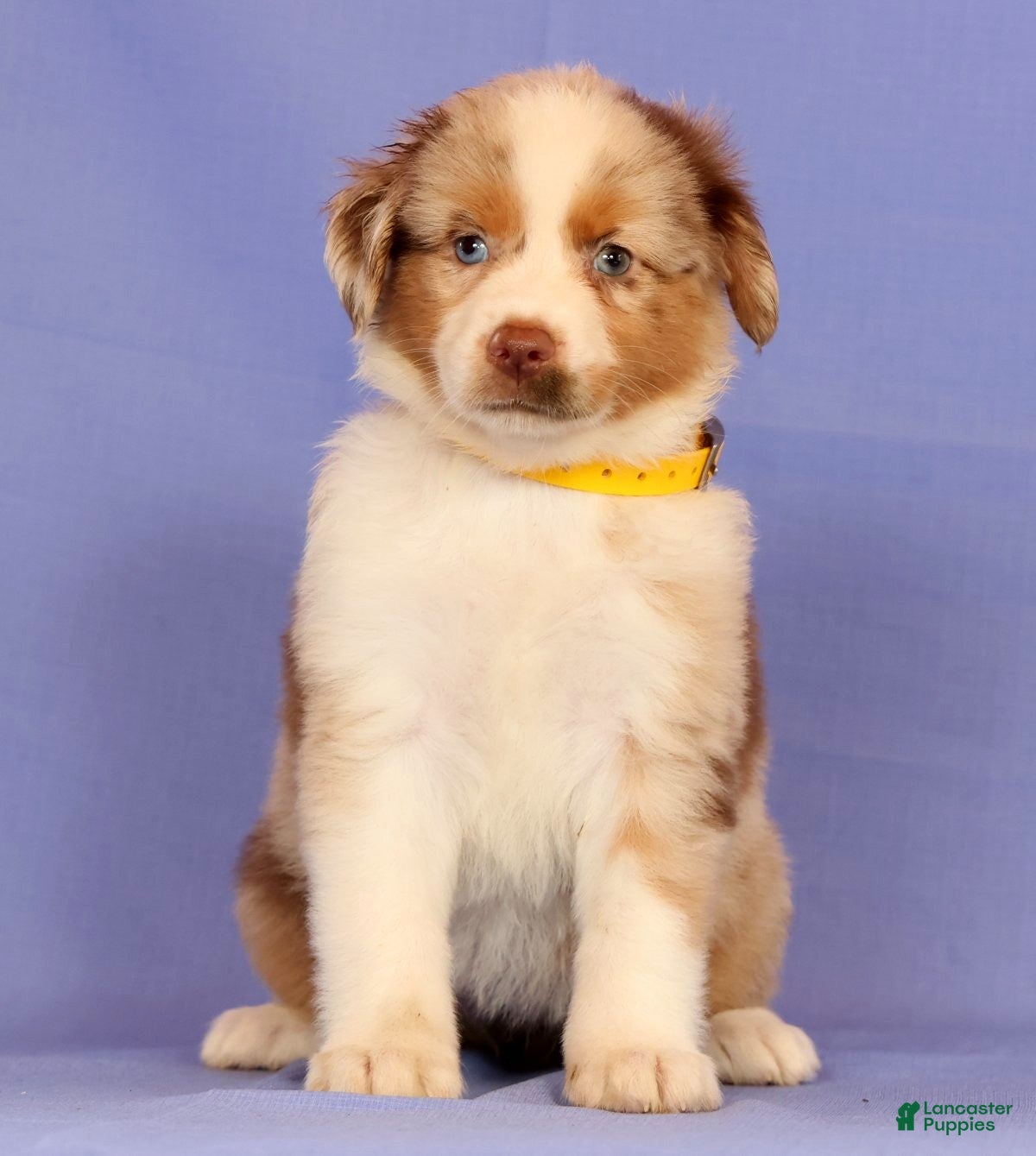 Miniature Australian Shepherd dogs Debra - Ad 2