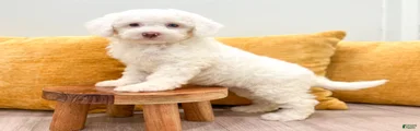 Kado