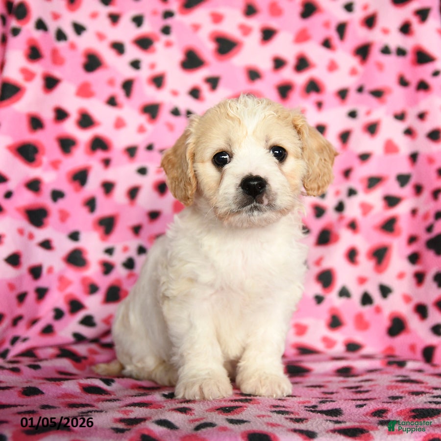 Cavachon dogs Benny - Ad 4