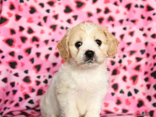Cavachon dogs Benny - Ad 9
