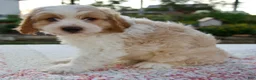 Cavapoo dogs for sale: Quincey - Ad 4