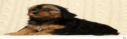 Yorkiepoo dogs for sale: Caleb - Ad 6