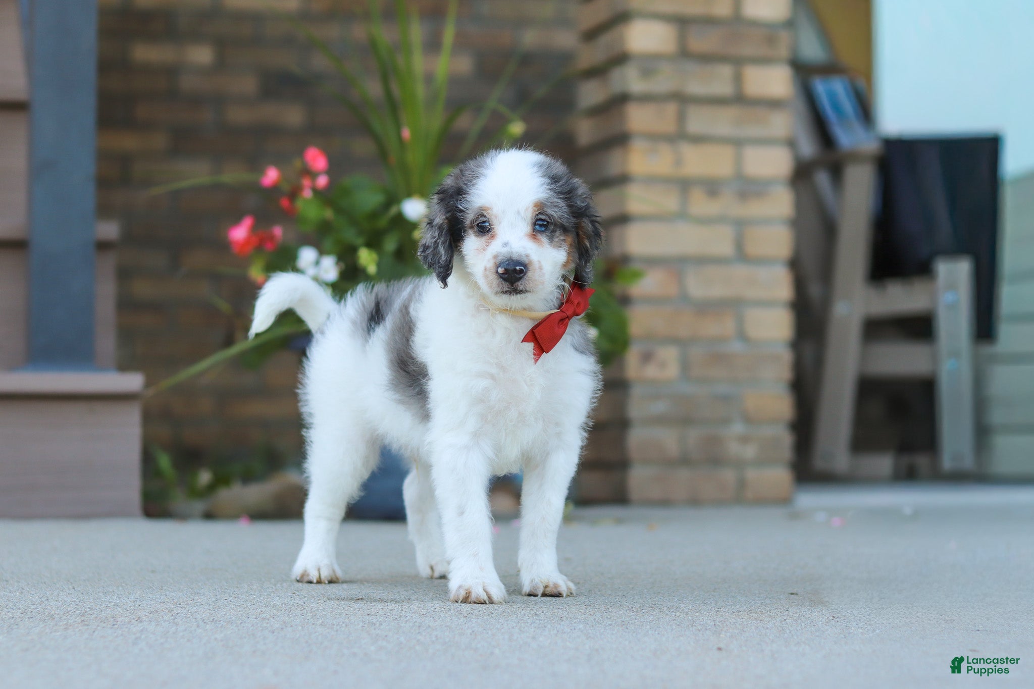 Mini Bernedoodle dogs Huck - Ad 2