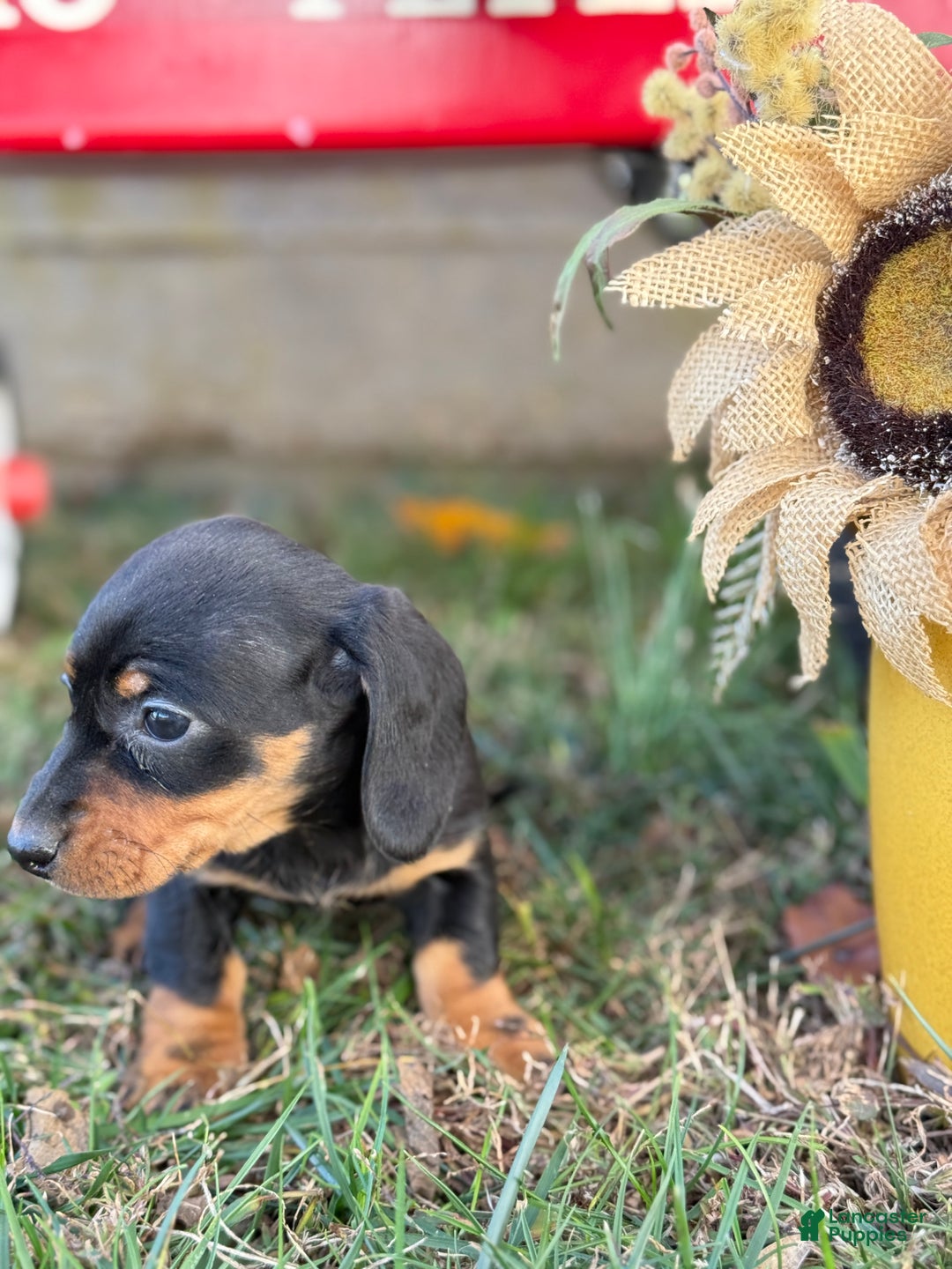 Miniature Dachshund dogs for sale: Clara - Ad 8