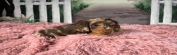 Miniature Dachshund dogs for sale: AKC-Becca - Ad 4
