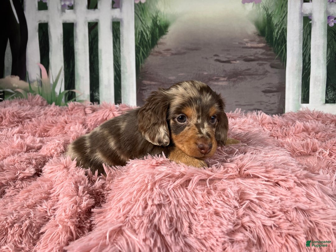 Miniature Dachshund dogs for sale: AKC-Becca - Ad 4
