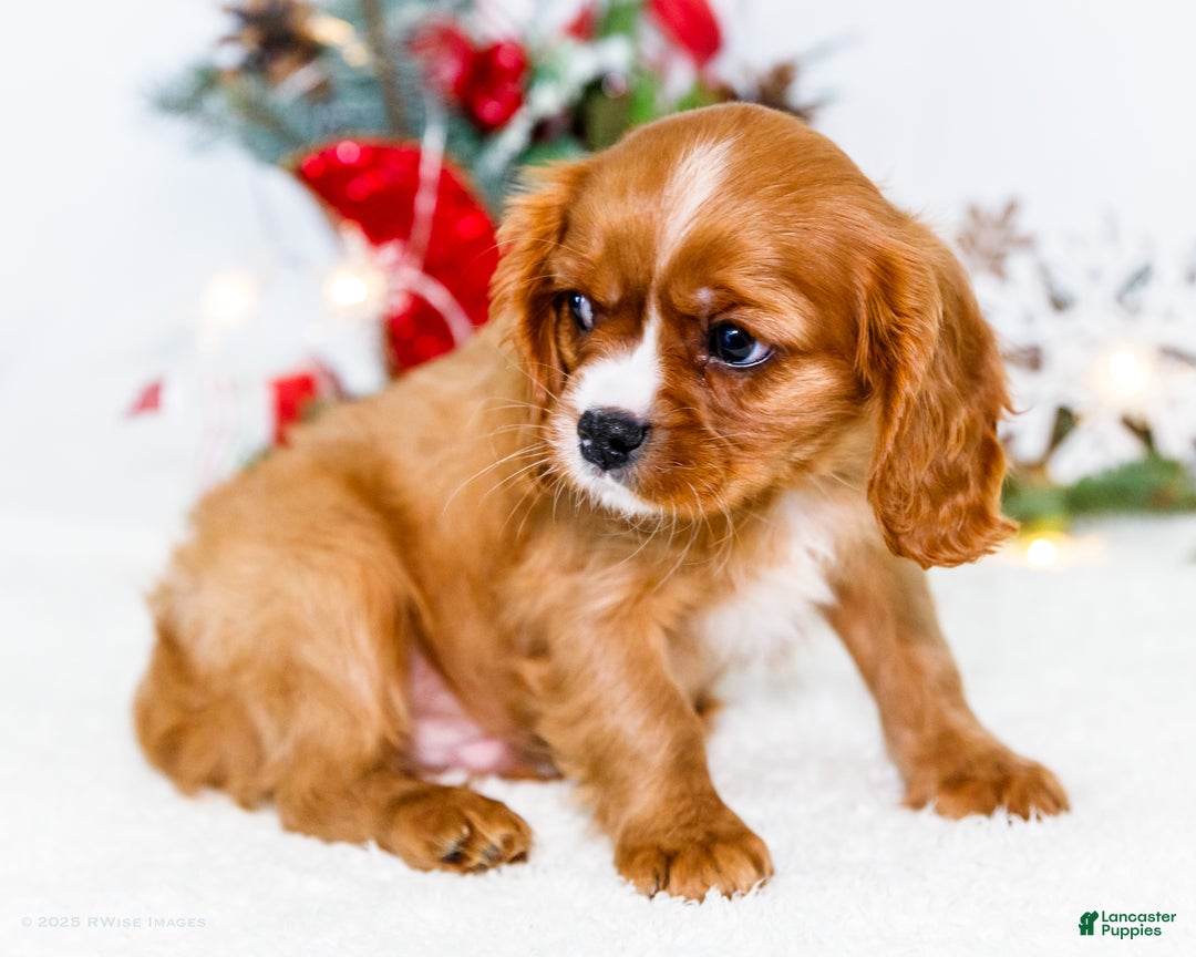 Cavalier King Charles Spaniel dogs for sale: Candy Cane - Ad 3