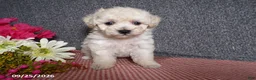 Bichpoo dogs for sale: Tami - Ad 2