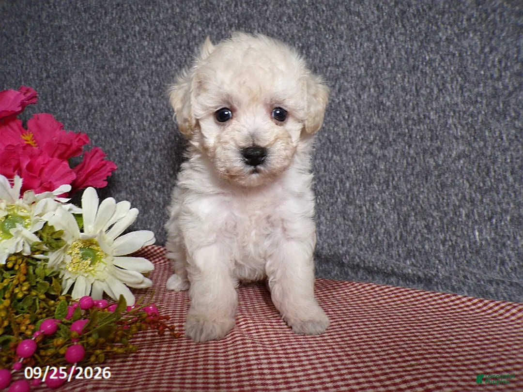 Bichpoo dogs for sale: Tami - Ad 2
