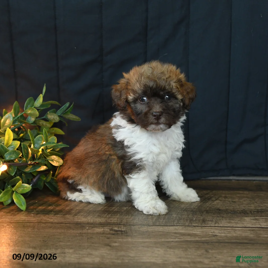 Mixed Breed dogs for sale: Charlie - Ad 2