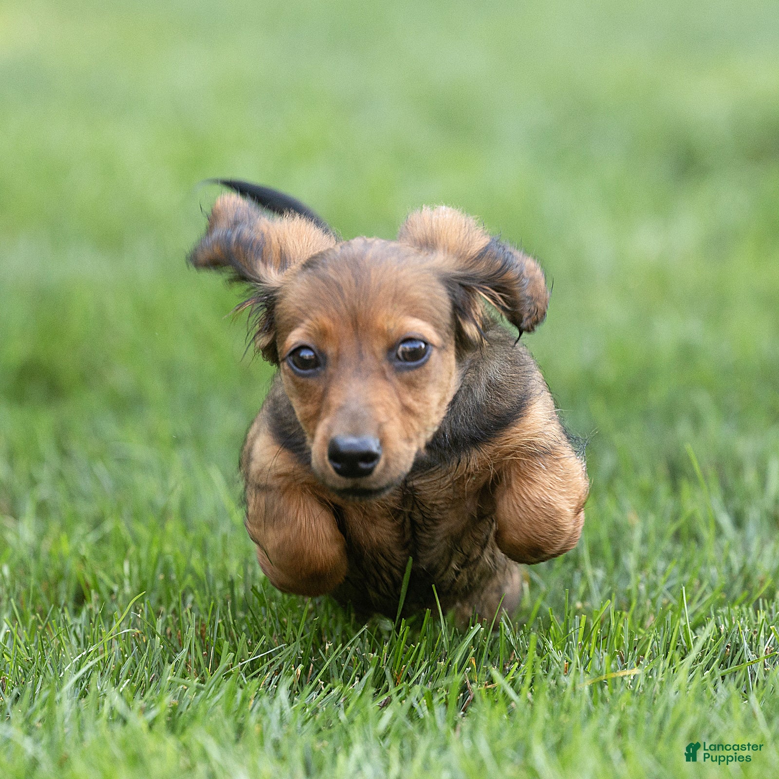 Miniature Dachshund dogs Marie Miniature Dachshund  - Ad 2