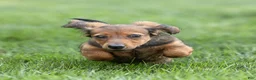 Miniature Dachshund dogs for sale: Marie Miniature Dachshund  - Ad 2