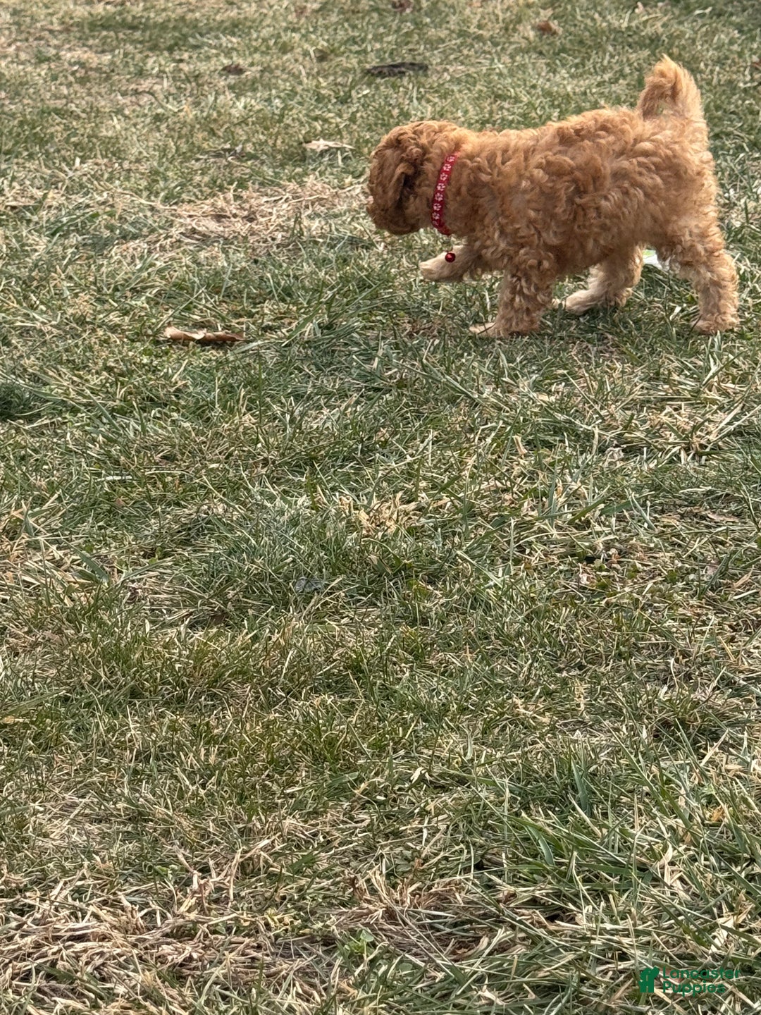 Miniature Poodle dogs for sale: Miniature Poodle Poppy - Ad 5