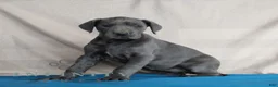 Great Dane dogs for sale: Blue - Ad 3