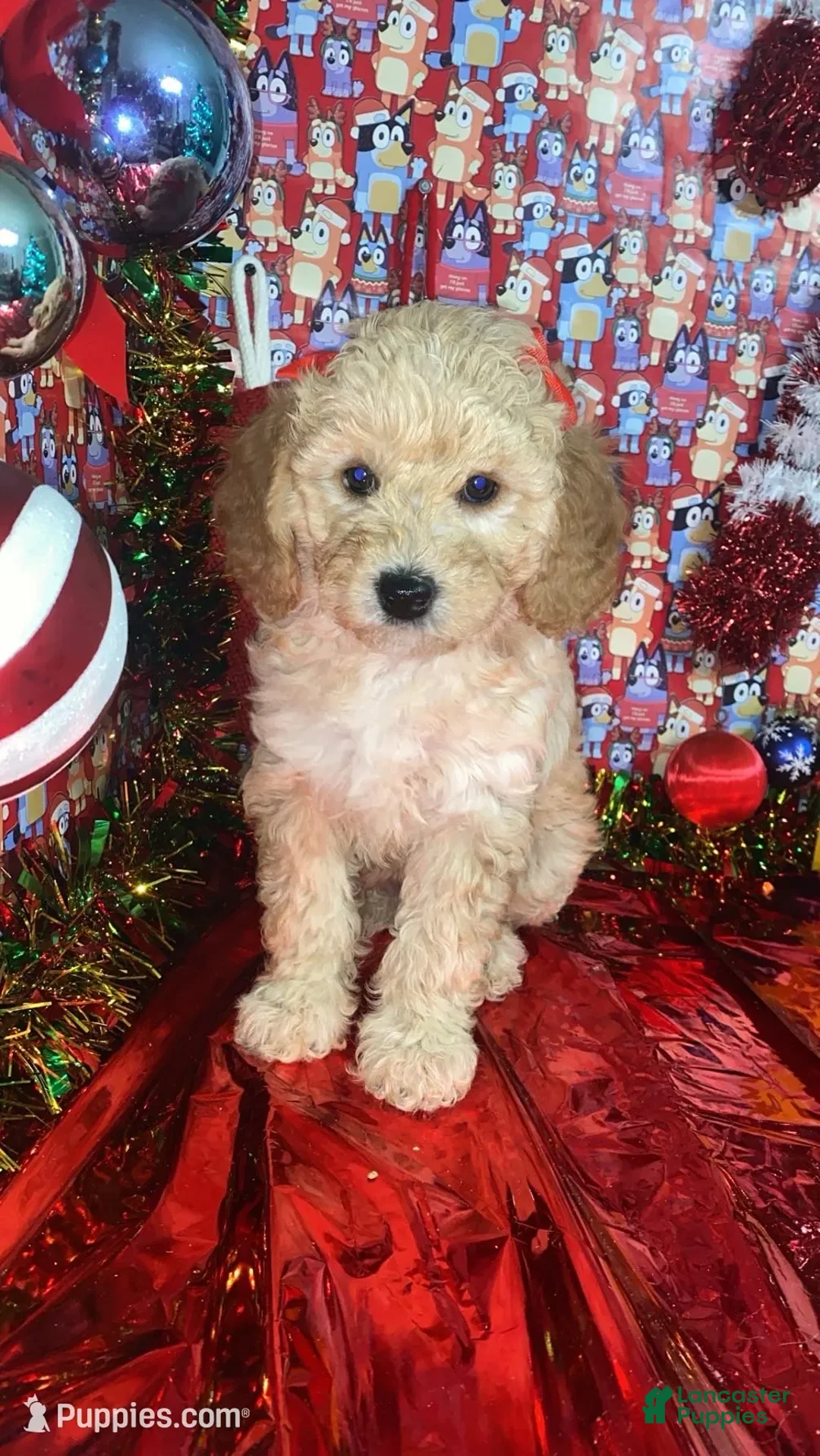 Mini Goldendoodle dogs for sale: Shadow - Ad 4