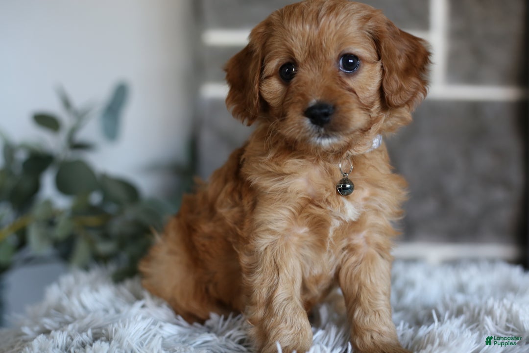 Cavapoo dogs for sale: Mochi - Ad 1