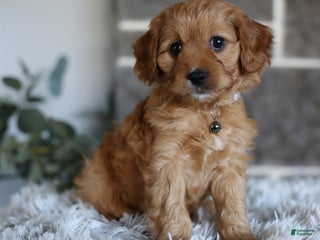 Cavapoo dogs Mochi - Ad 32