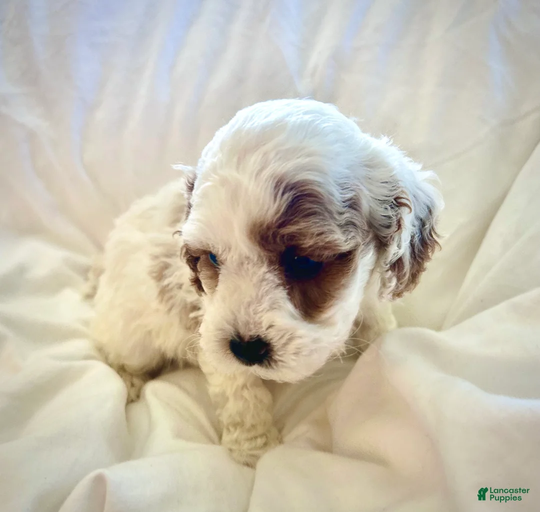 Cavapoo dogs for sale: Lucky 🍀  - Ad 5