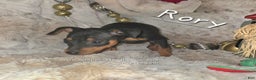 Miniature Pinscher dogs for sale: Rory black and rust  - Ad 3