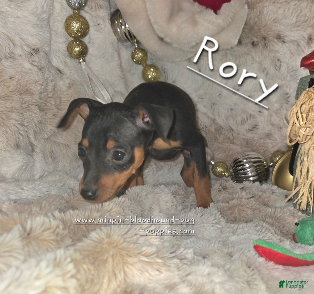Miniature Pinscher dogs for sale: Rory black and rust  - Ad 3