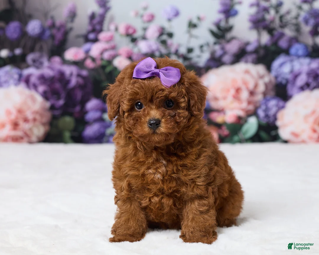 Miniature Poodle dogs for sale: Zoey - Ad 1