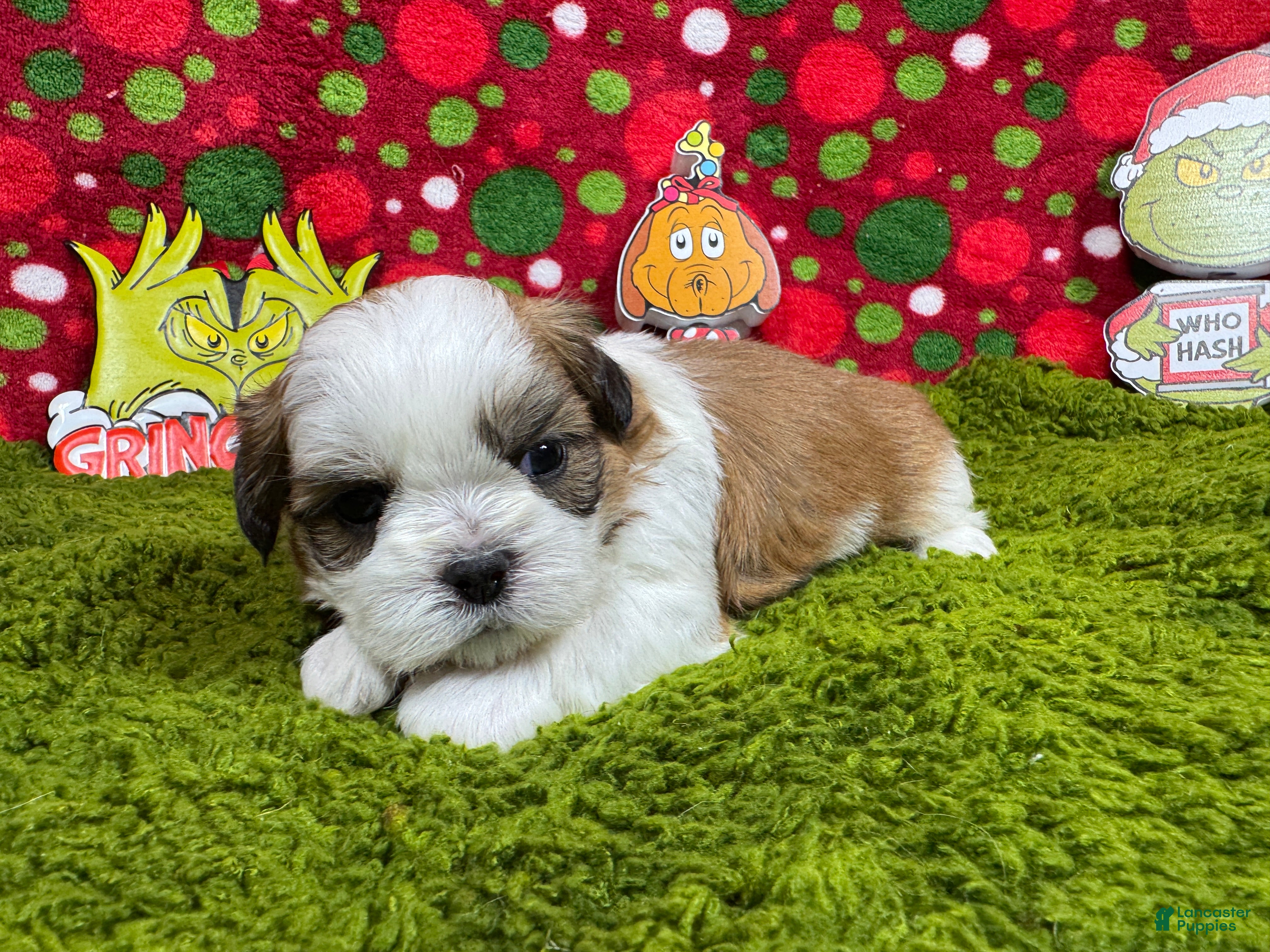 Shih Tzu dogs Shih Tzu Puppy 1 - Ad 12