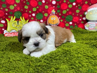 Shih Tzu dogs Shih Tzu Puppy 1 - Ad 7