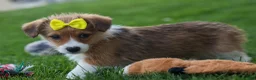 Corgipoo dogs for sale: NOEL - Ad 11