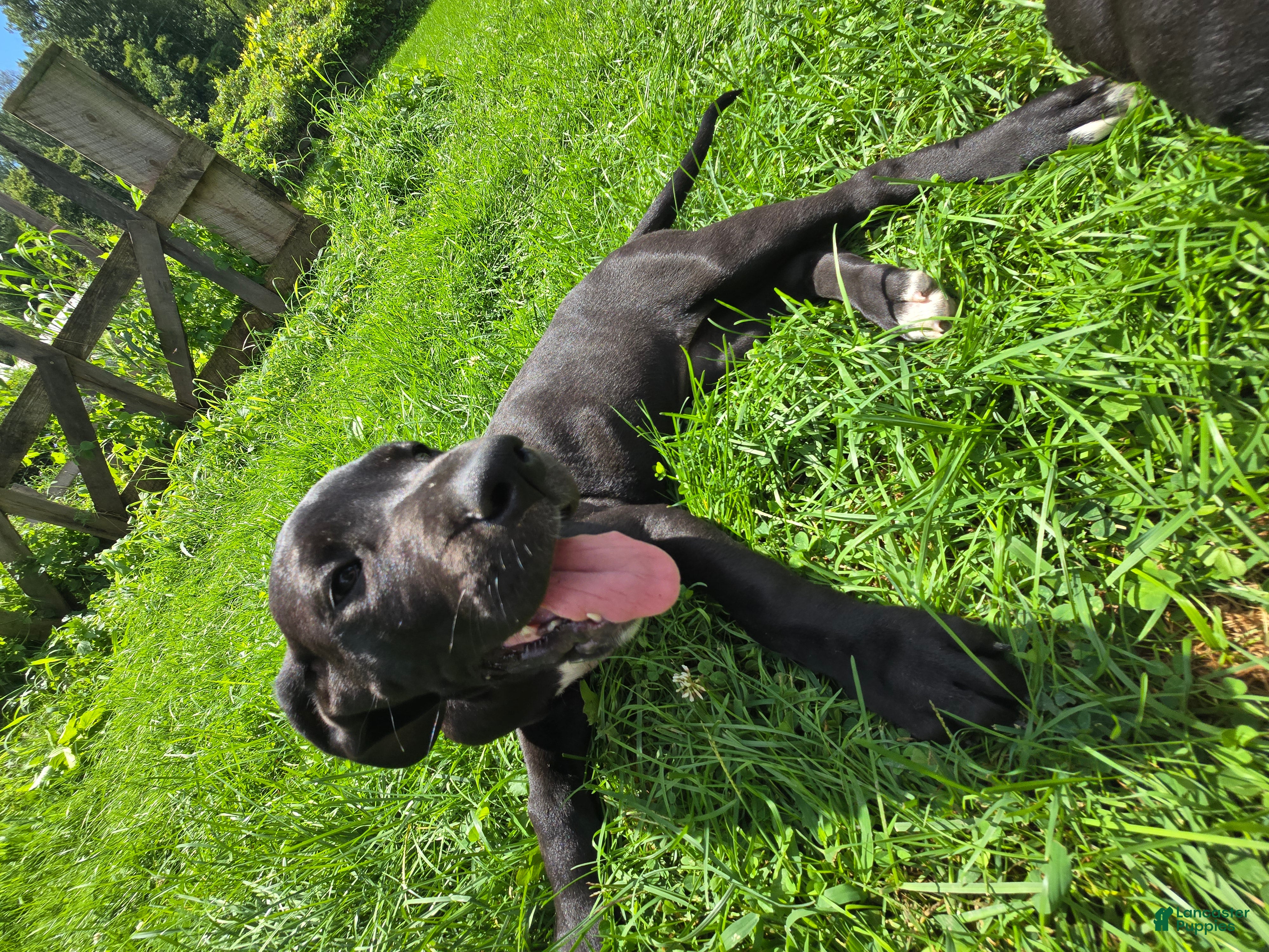 Great Dane dogs Penelope - Ad 1