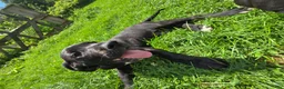Great Dane dogs for sale: Penelope - Ad 1
