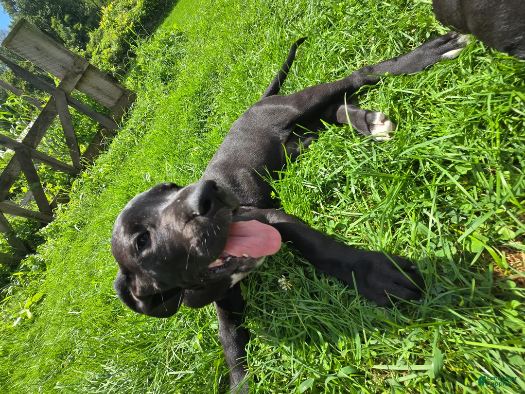 Great Dane dogs for sale: Penelope - Ad 1