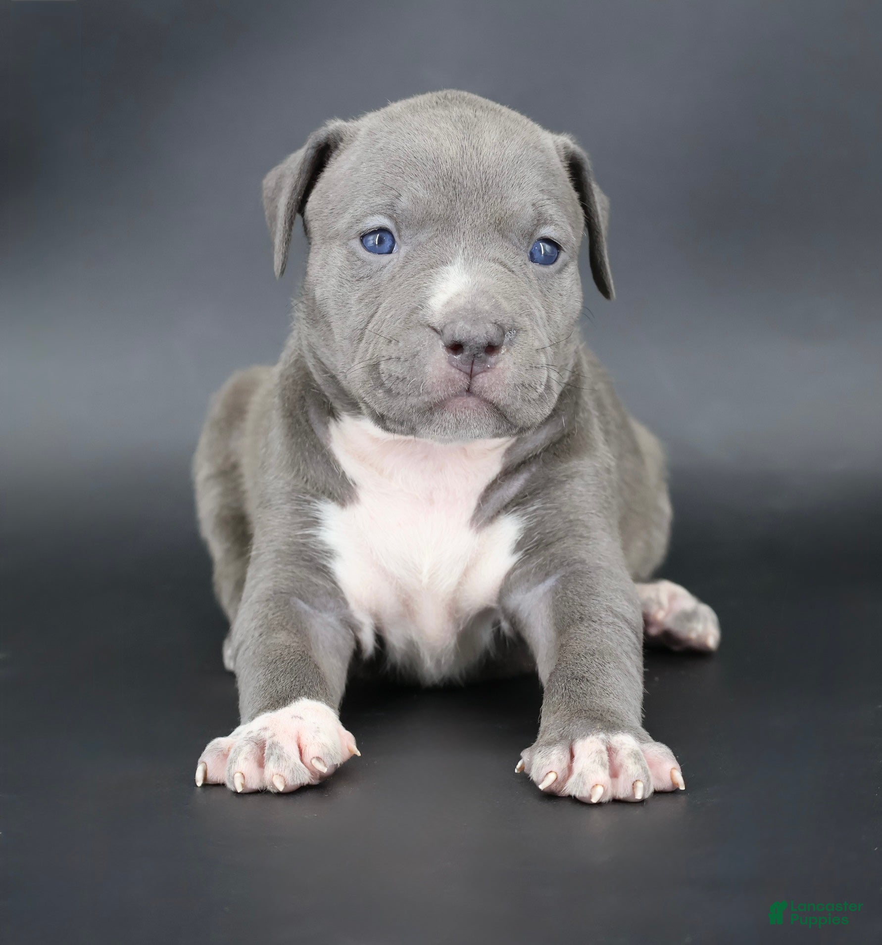 American Bully dogs Rowena - Ad 1