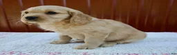 Miniature Golden Retriever dogs for sale: Gracie - Ad 4
