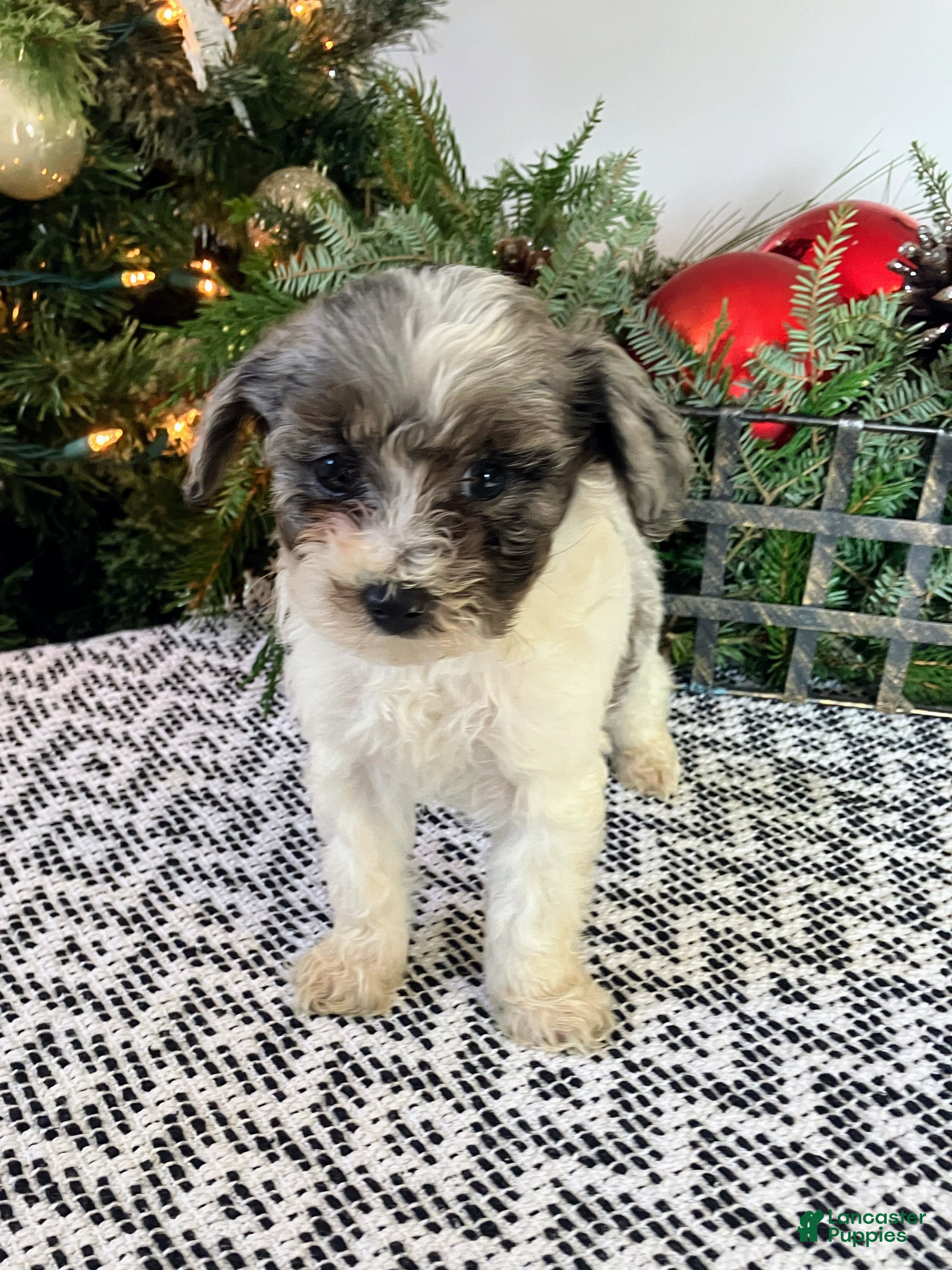 Mini Aussiedoodle dogs Tabby - Ad 7