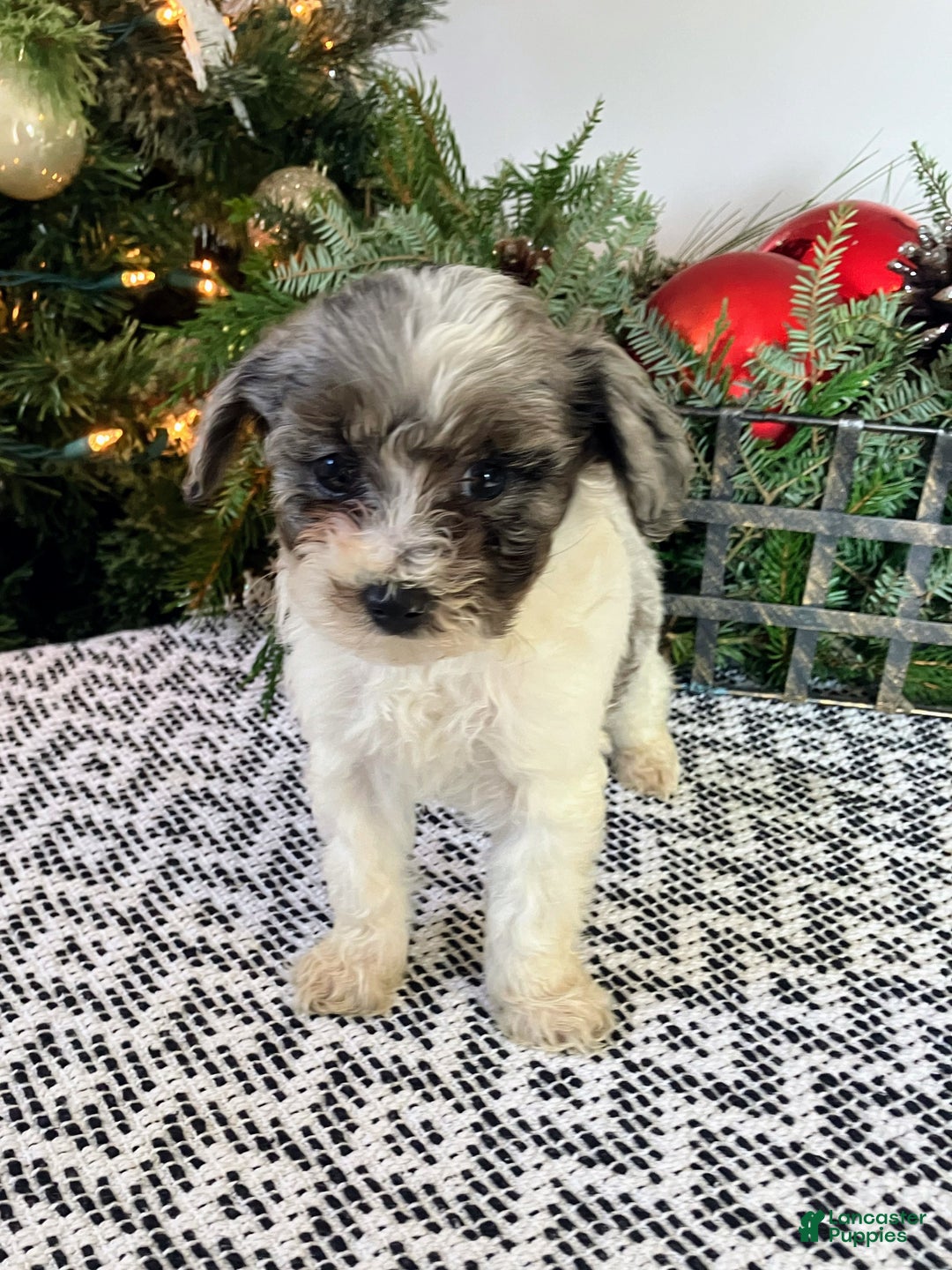 Mini Aussiedoodle dogs for sale: Tabby - Ad 1