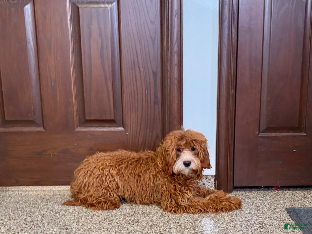 Cavapoo dogs for sale: Danny F1 - Ad 6