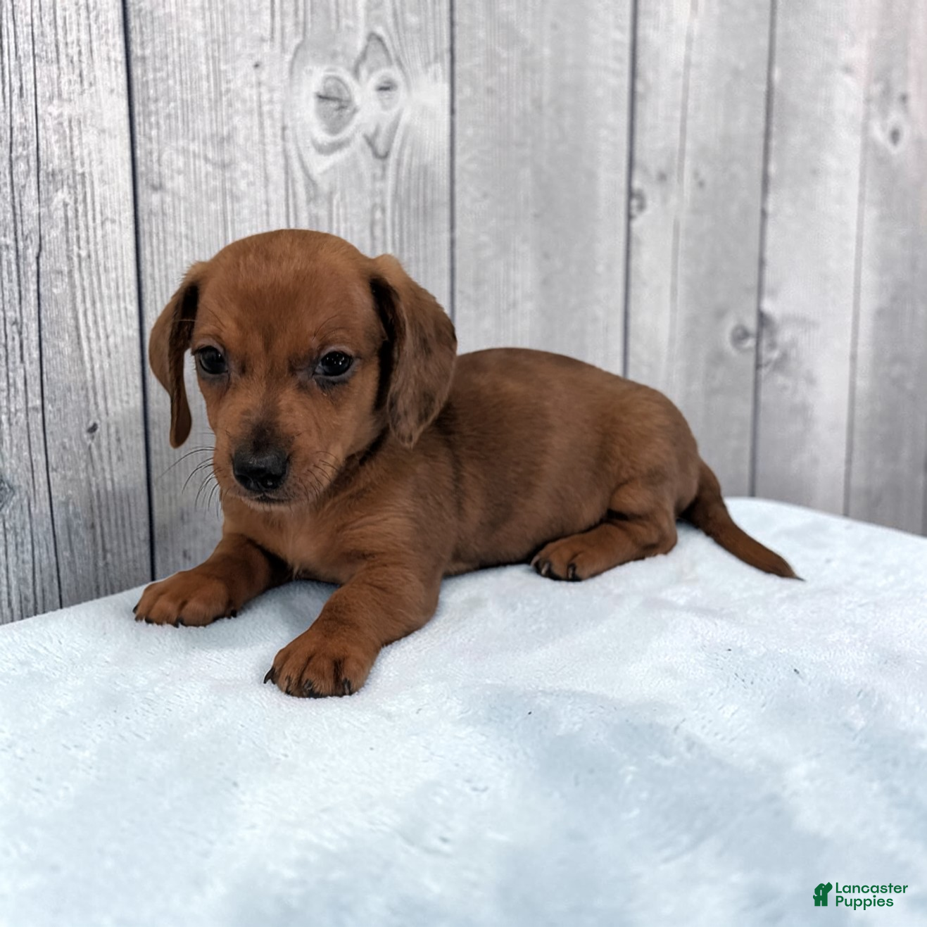 Miniature Dachshund dogs Simon - Ad 2