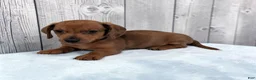 Miniature Dachshund dogs for sale: Simon - Ad 2