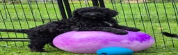 Mini Sheepadoodle dogs for sale: Apollo - Ad 3